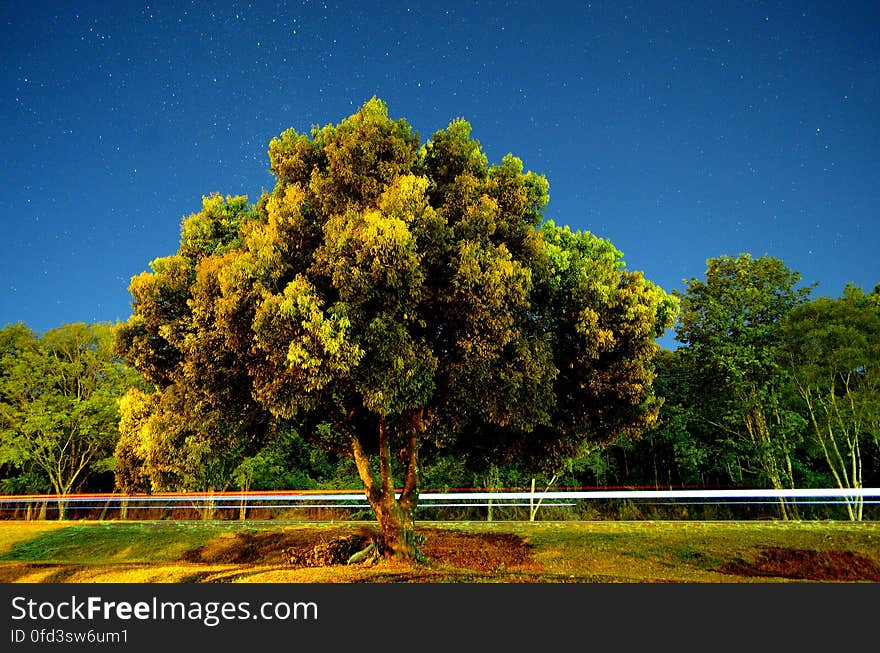 Arbol de Barrio Parque, bajo un ciello estrellado. Arbol de Barrio Parque, bajo un ciello estrellado.