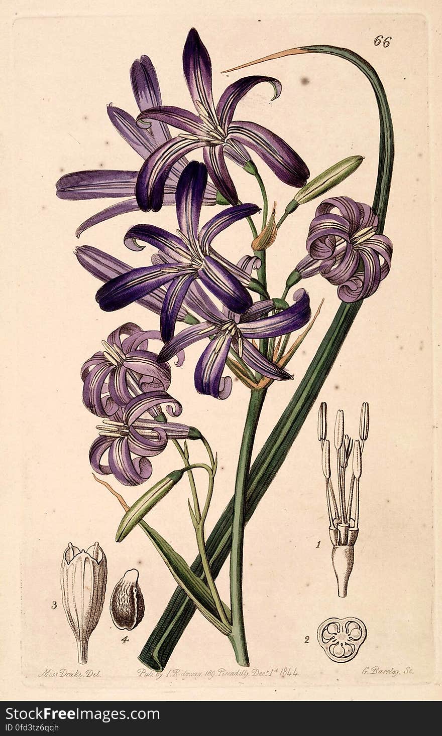 Ixiolirion tataricum. Dark violet to light blue flowers from late spring to mid summer. Bulbous perennial native from Russia to Afghanistan &#x28;1844&#x29;. Edwards’s Botanical Register, vol. 30: t. 66 &#x28;1844&#x29; [S.A. Drake] From our collection of botanical photographs, illustrations, and paintings. We hope you will enjoy these images as much as we do. Ixiolirion tataricum. Dark violet to light blue flowers from late spring to mid summer. Bulbous perennial native from Russia to Afghanistan &#x28;1844&#x29;. Edwards’s Botanical Register, vol. 30: t. 66 &#x28;1844&#x29; [S.A. Drake] From our collection of botanical photographs, illustrations, and paintings. We hope you will enjoy these images as much as we do.