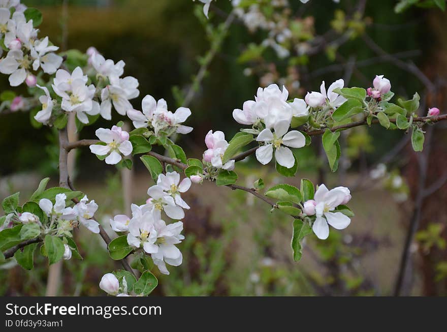 white flower