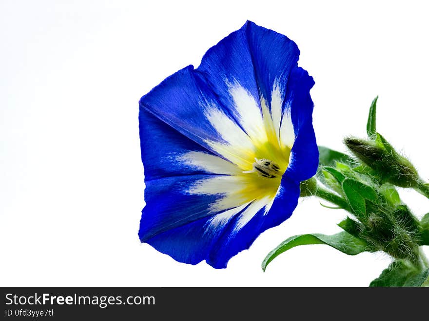 Convolvulus tricolor. Convolvulus tricolor