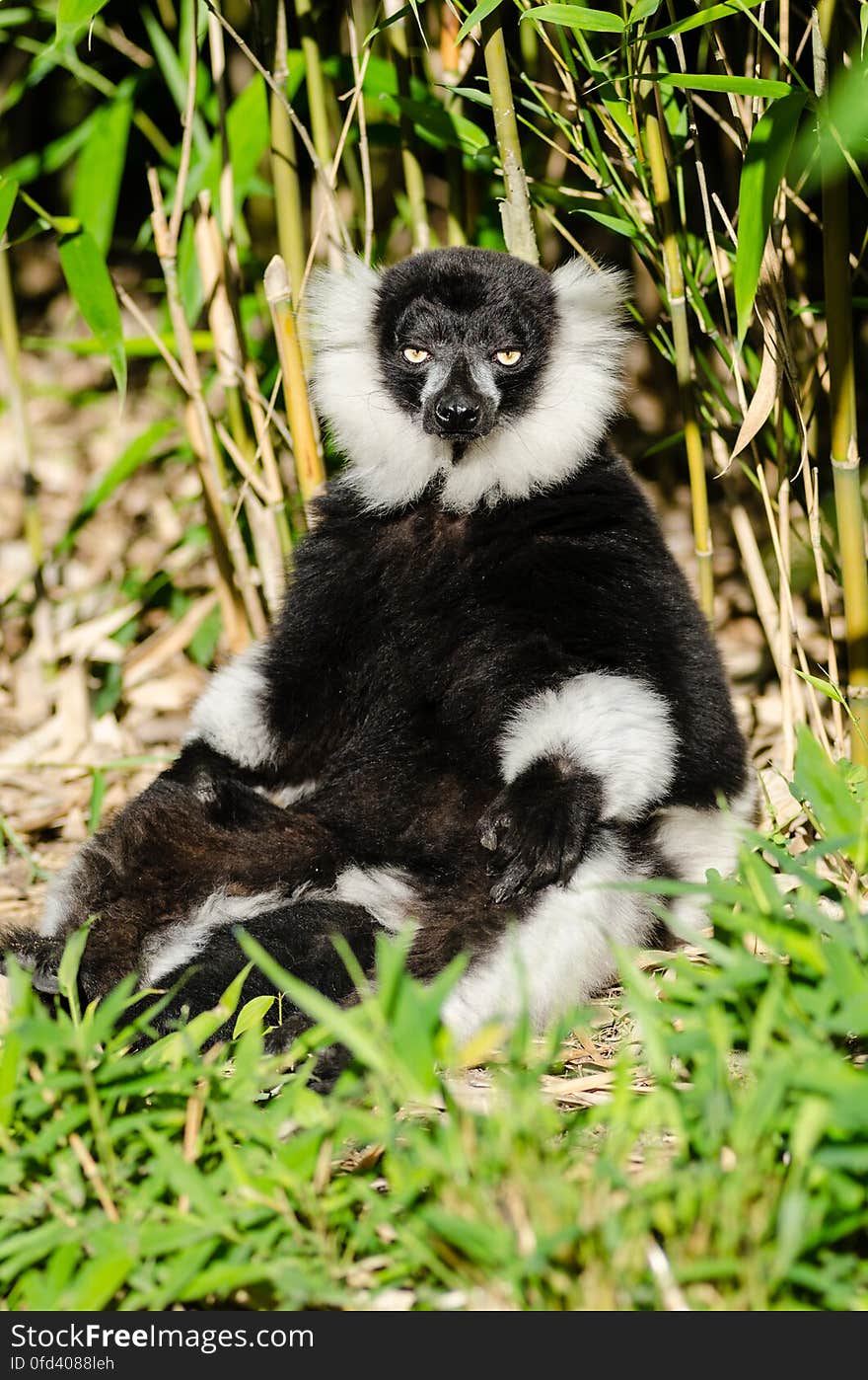 Black-and-white Ruffed Lemur