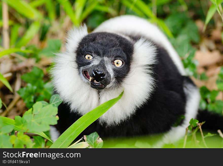 Black-and-white Ruffed Lemur