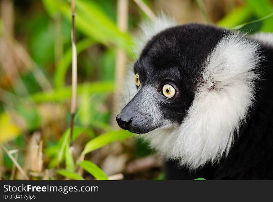 Black-and-white Ruffed Lemur