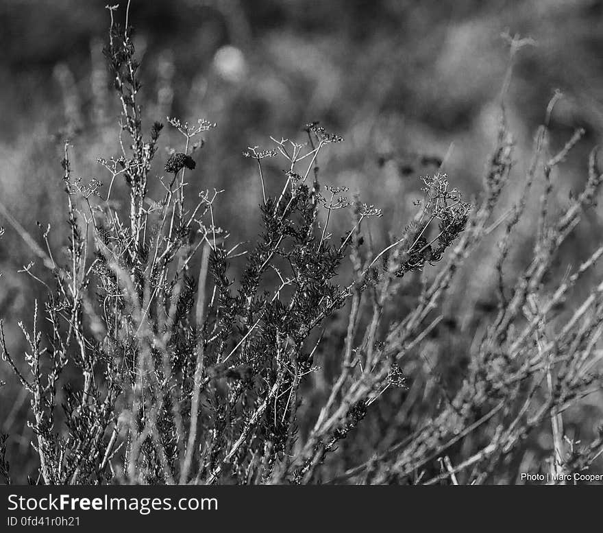 Drying in the endless drought. Drying in the endless drought.