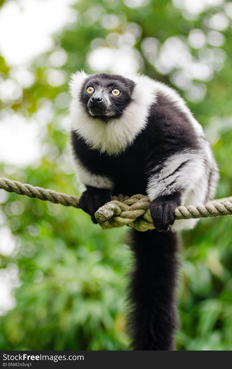 Black-and-white Ruffed Lemur