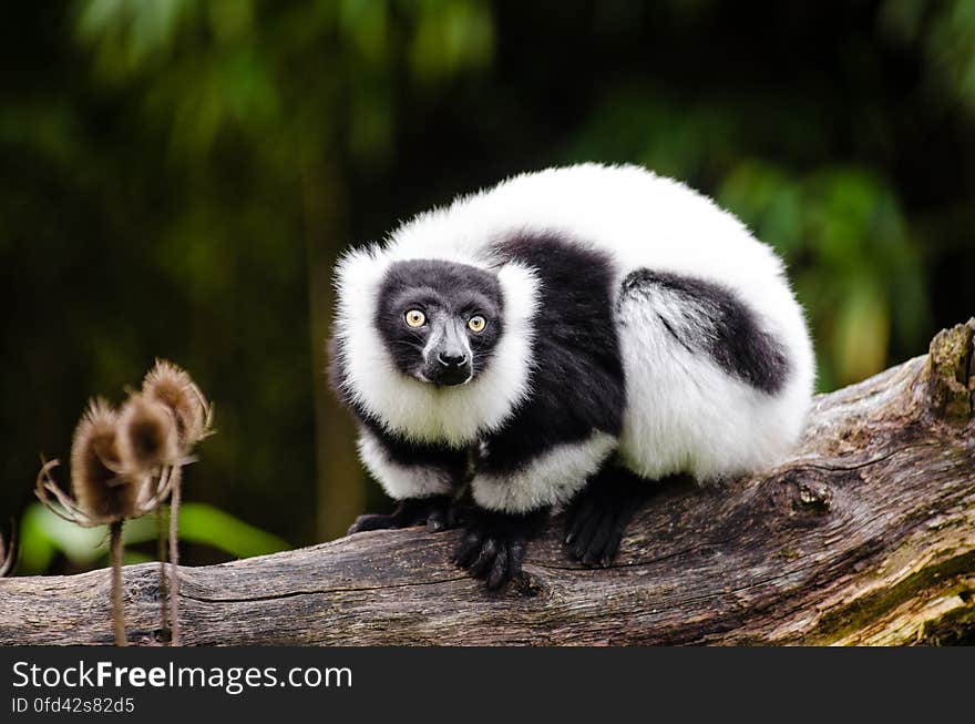 Black and white Ruffed Lemur