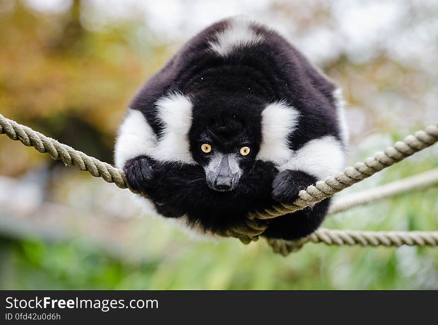 Black and white Ruffed Lemur