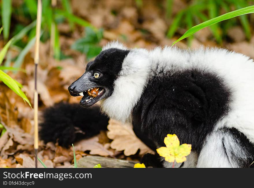 Black and white Ruffed Lemur