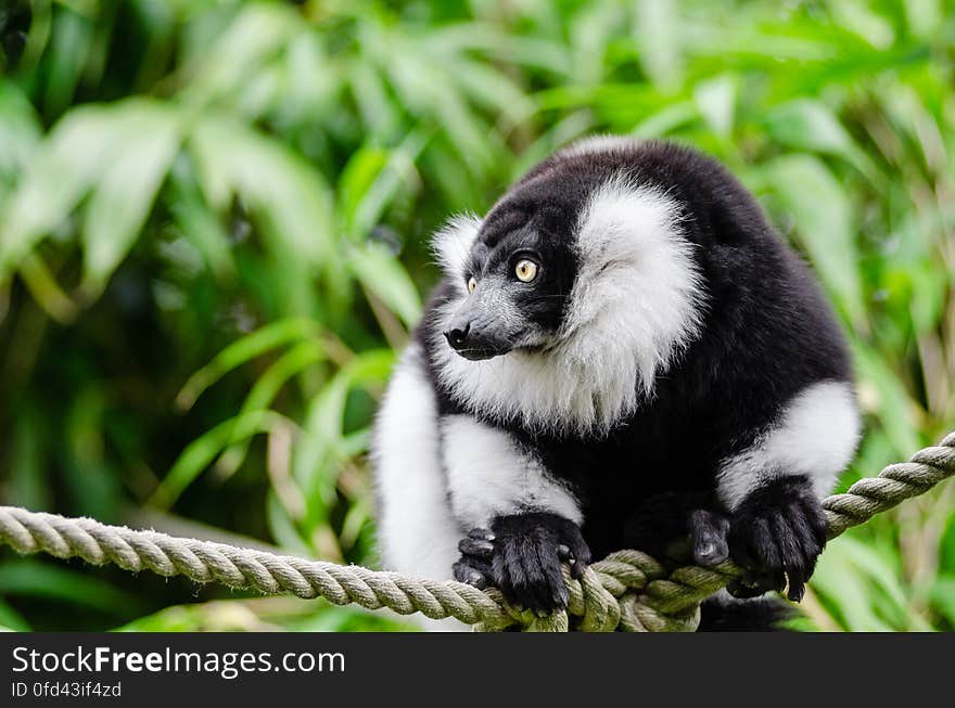 Black-and-white Ruffed Lemur