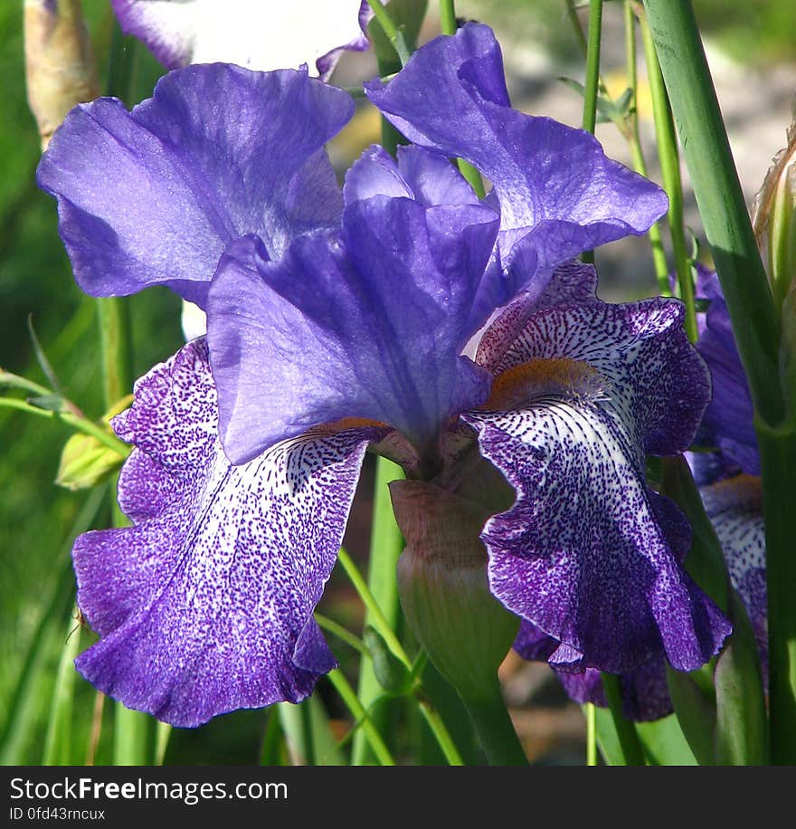 purple and white bearded iris