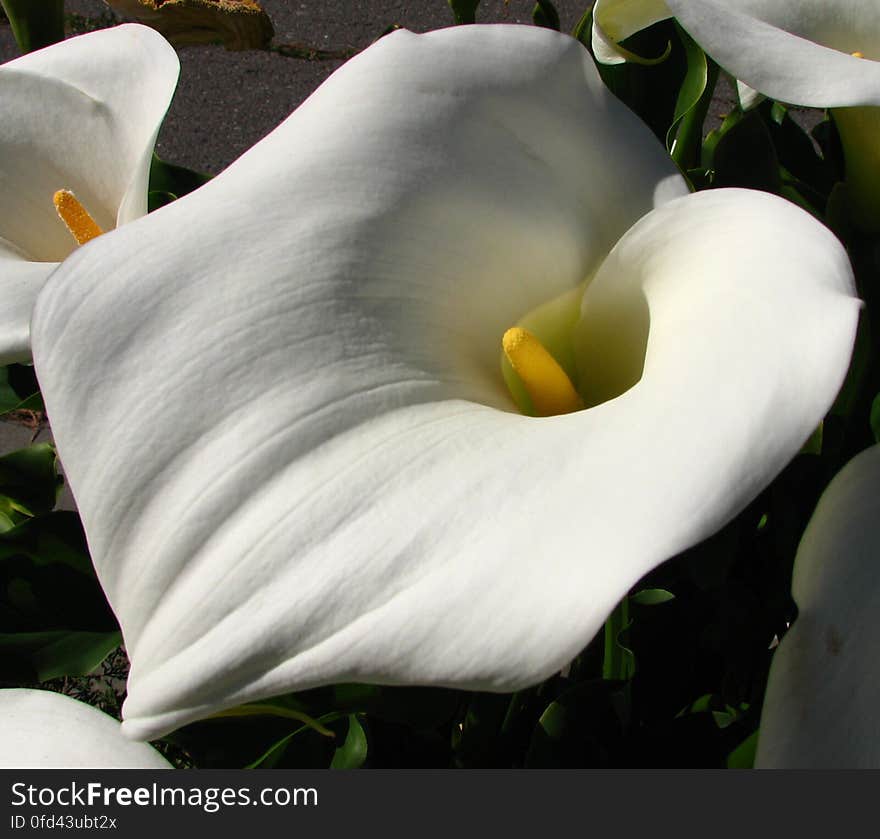 calla lily 2