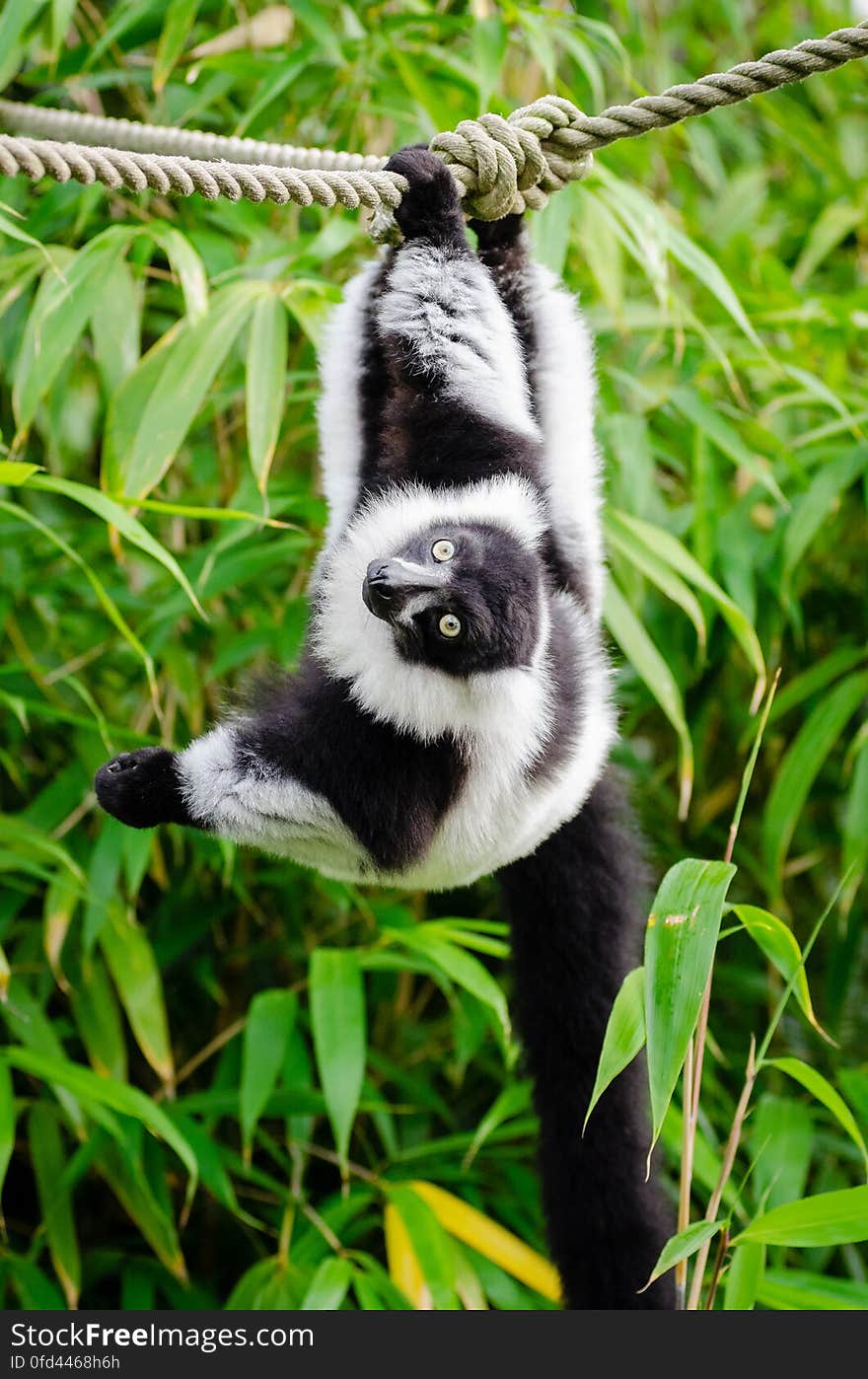 Black and white Ruffed Lemur