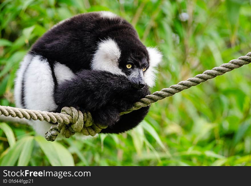 Black and white Ruffed Lemur