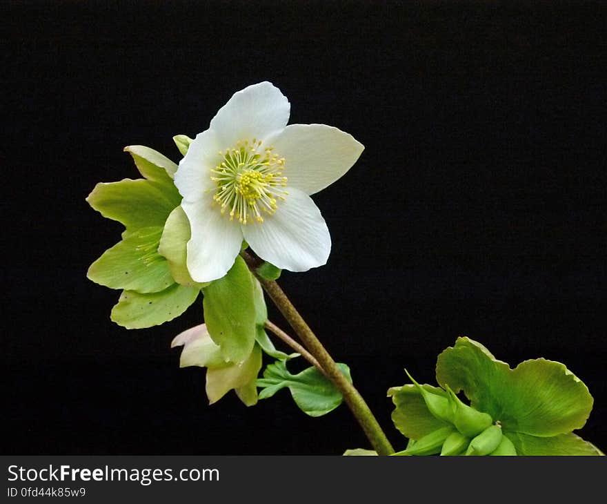 Elleboro &#x28;Helleborus niger&#x29;