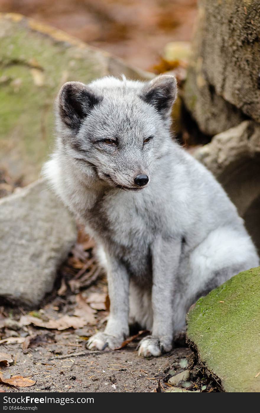 Arctic Fox