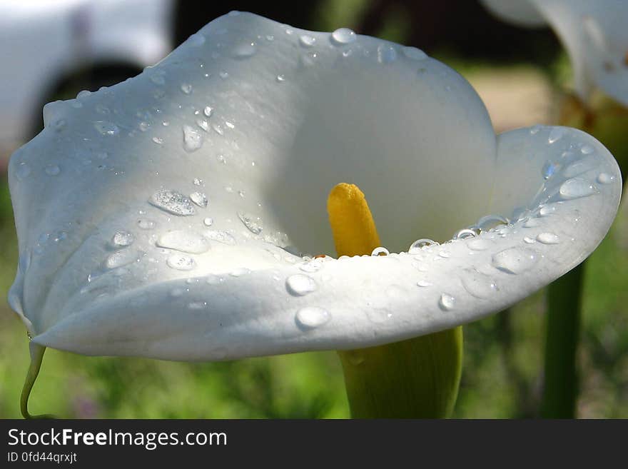 calla lily 3