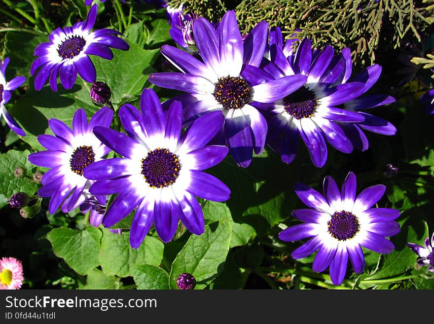 purple-and-white cinerarias