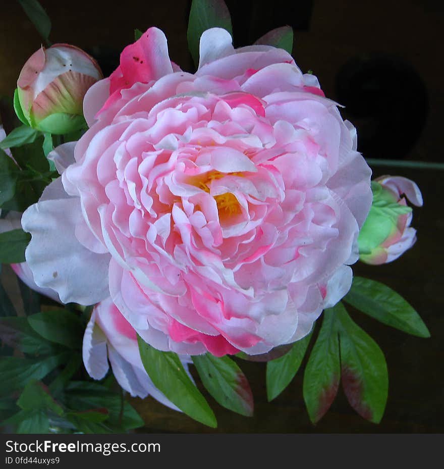 pink-and-white camellia 2