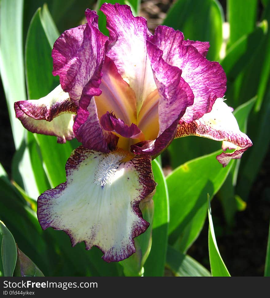 magenta and white bearded iris