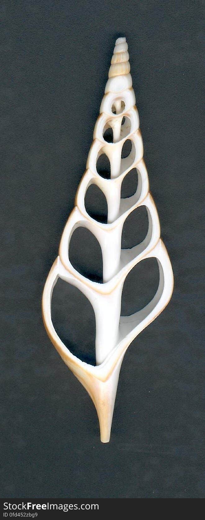 shell slice