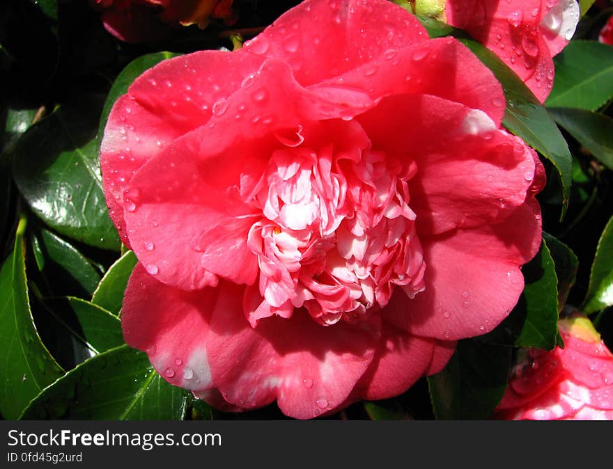 pink-and-white camellia 1