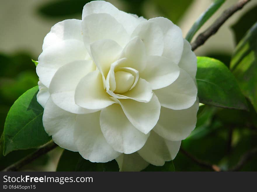 white camellia