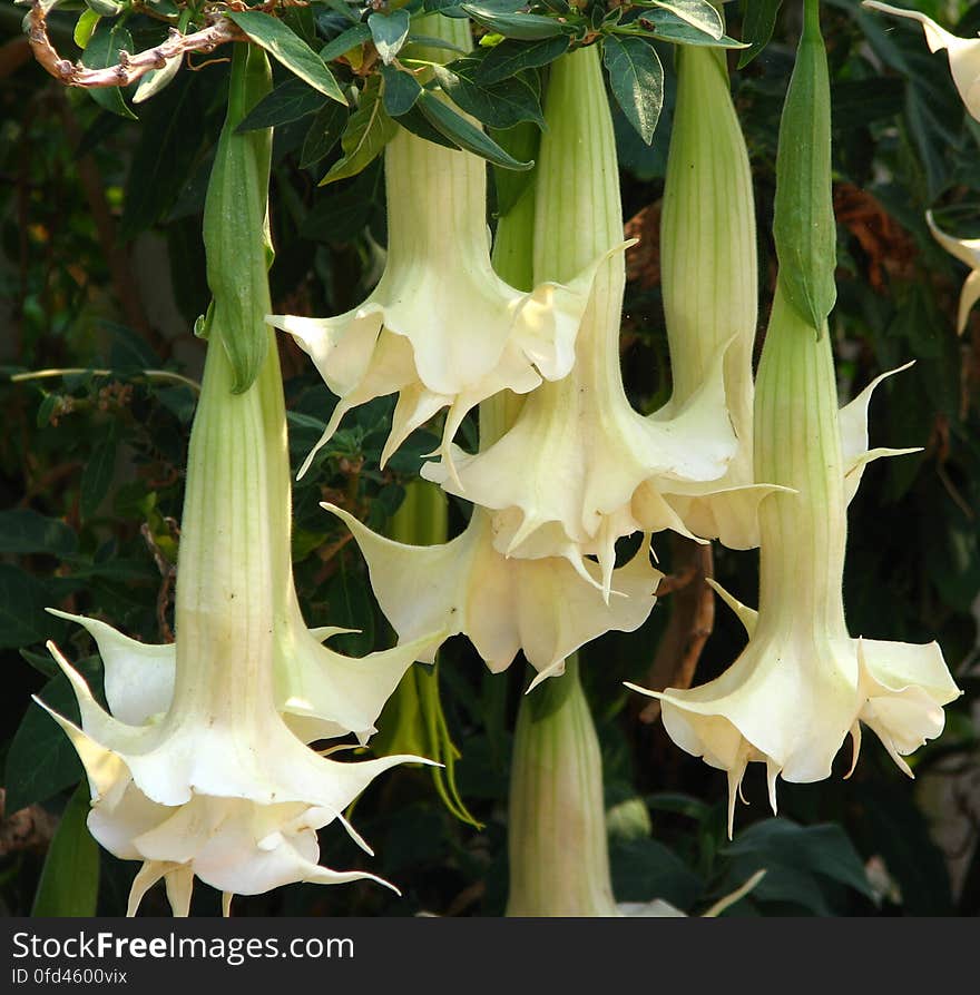 white angel&#x27;s trumpet