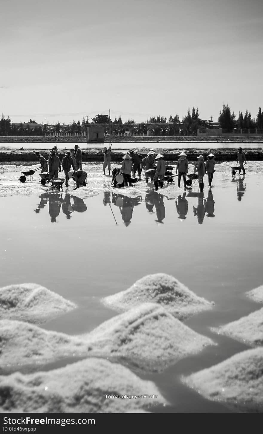 SALT FIELD