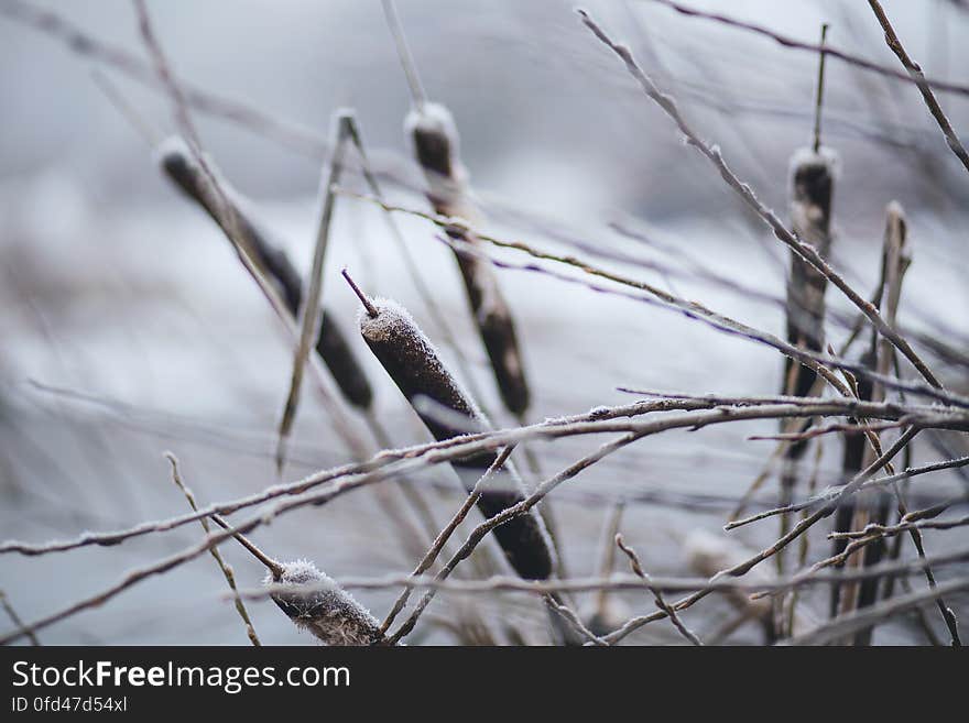 Frozen cattails