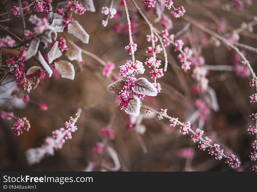 Frosty winter