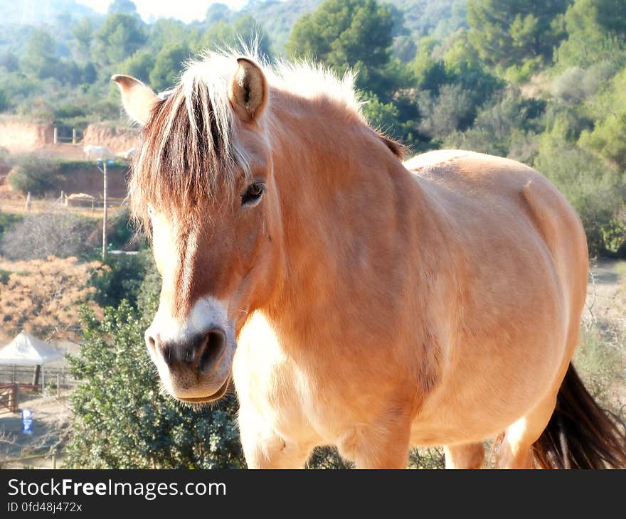 My dream horse. Someday I will have one!. My dream horse. Someday I will have one!