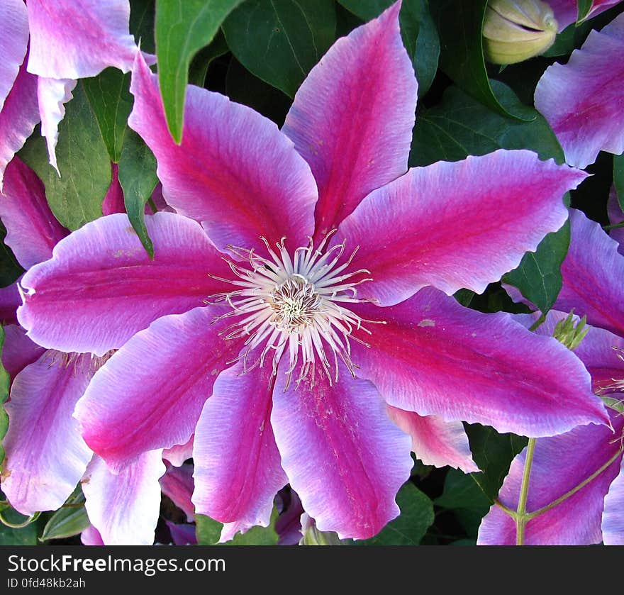 pink clematis