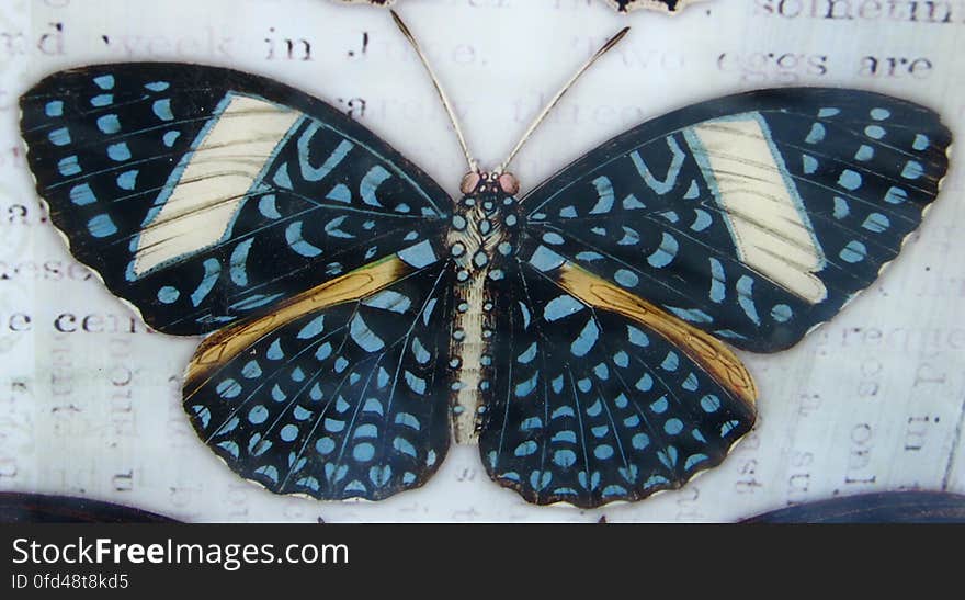 blue-spotted butterfly