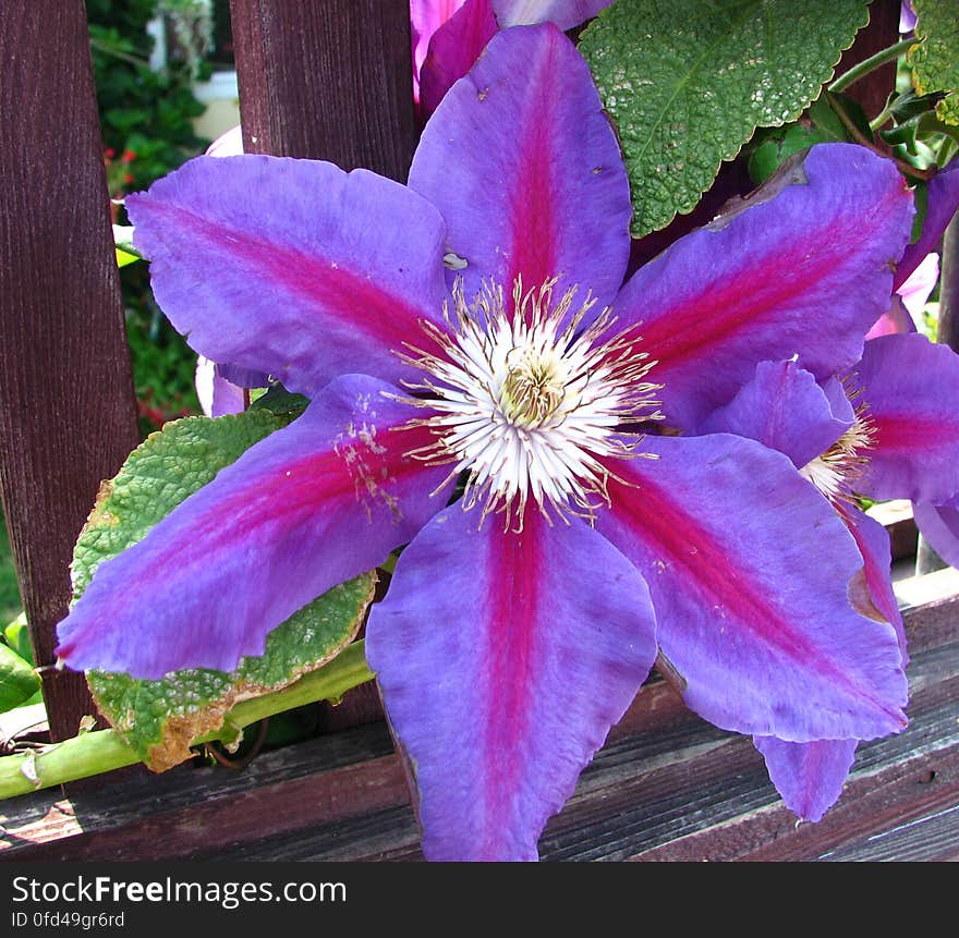 purple-and-pink clematis