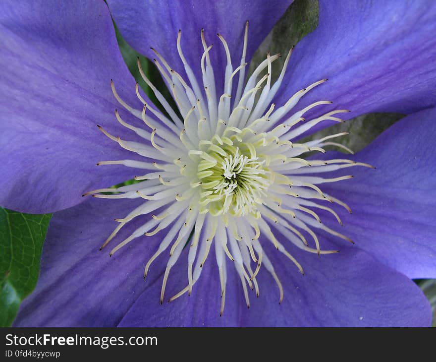 clematis center