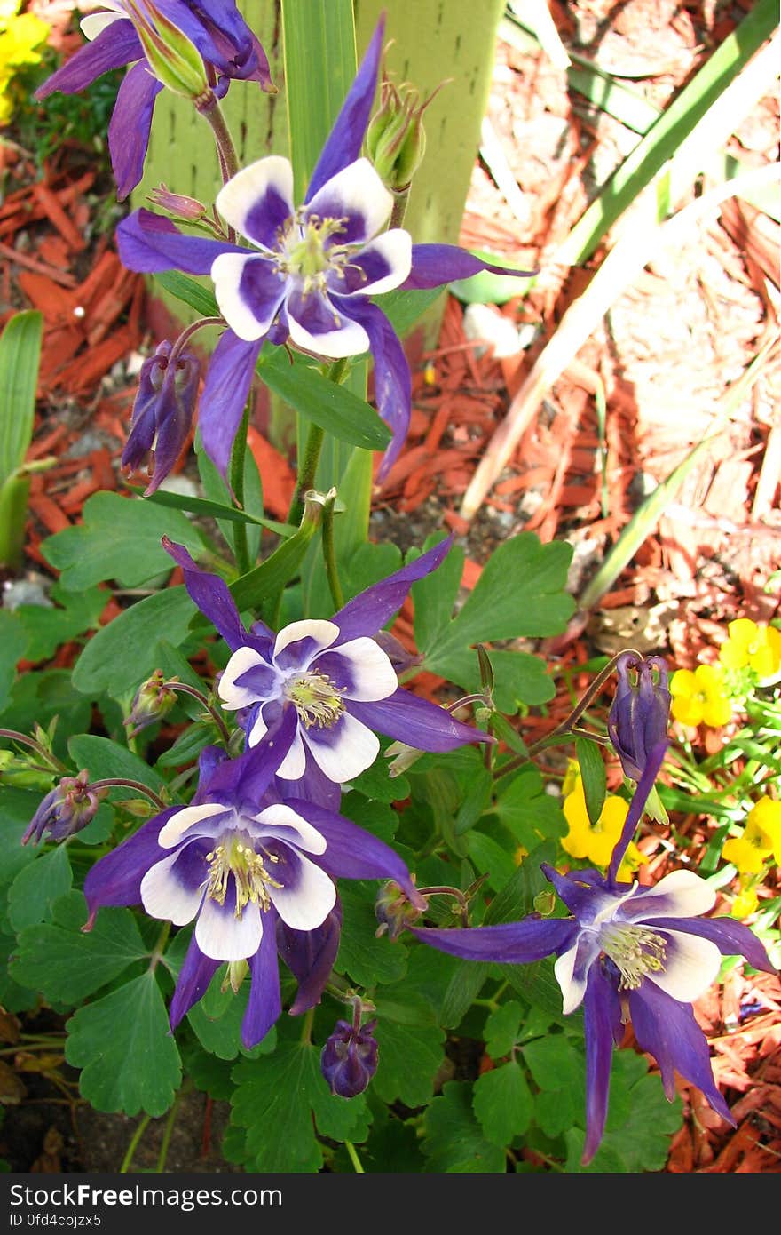 Colorado columbines