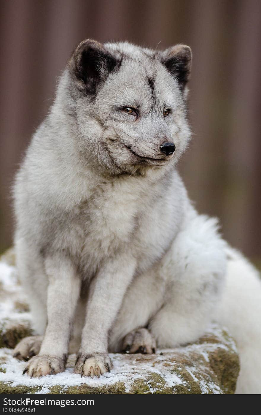 Arctic Fox