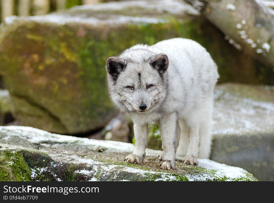 Arctic Fox