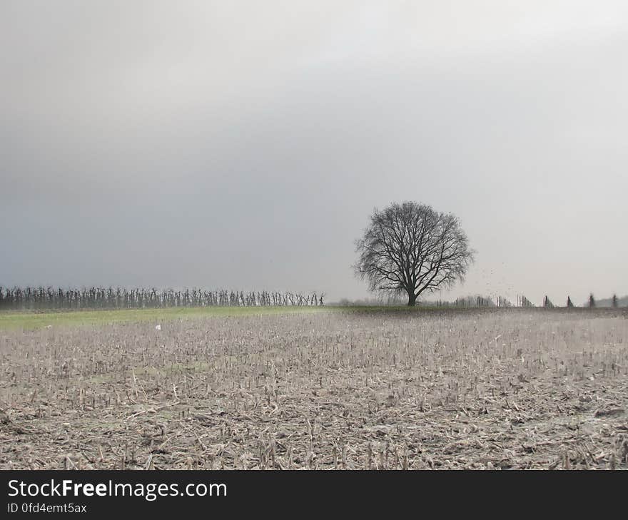 Sky, Plant, Ecoregion, Natural landscape, Tree, Grass