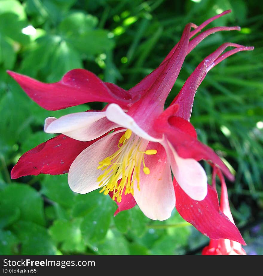 pink-and-white columbine