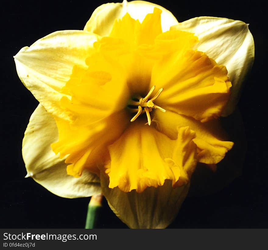 yellow and white split daffodil