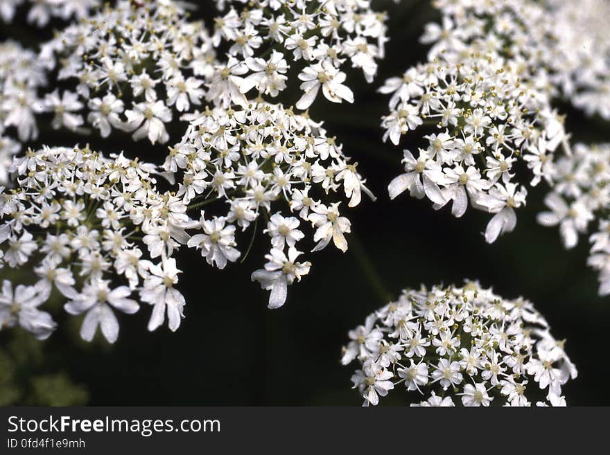 white clustered flowers