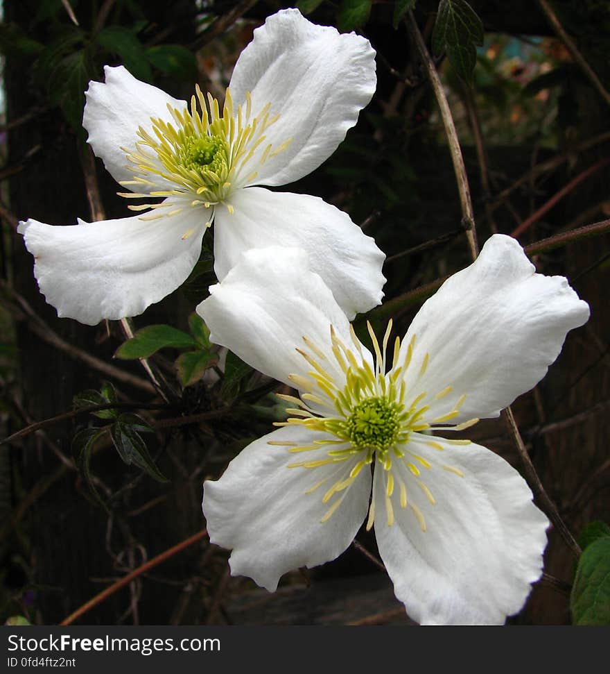 white clematis