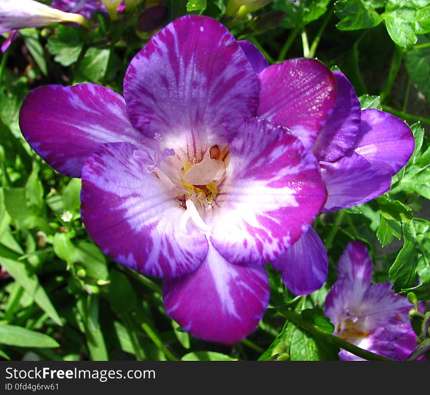 purple speckled freesia