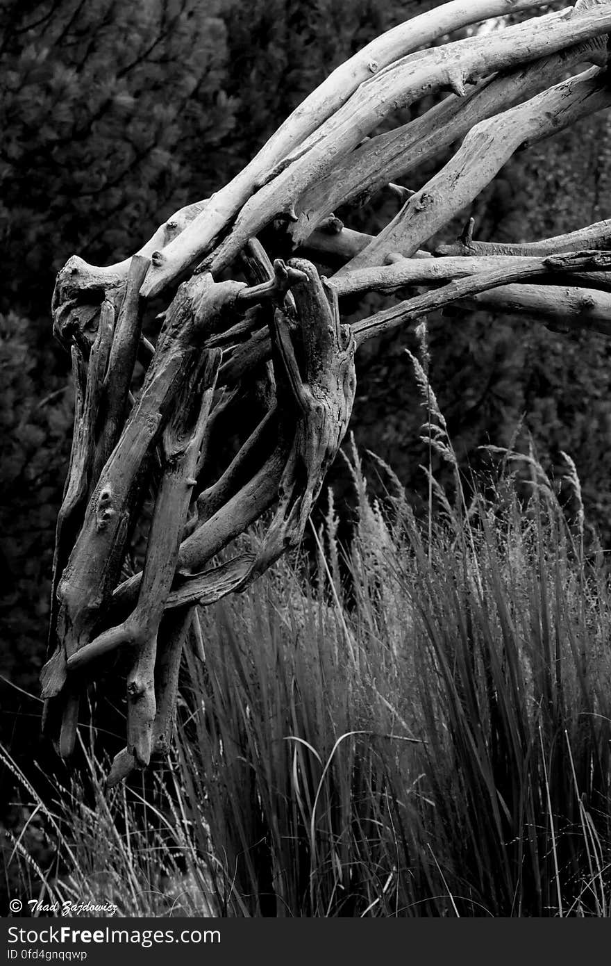 Crane by Deborah Butterfield at the Denver Botanic Gardens in Denver, Colorado. en.wikipedia.org/wiki/Deborah_Butterfield