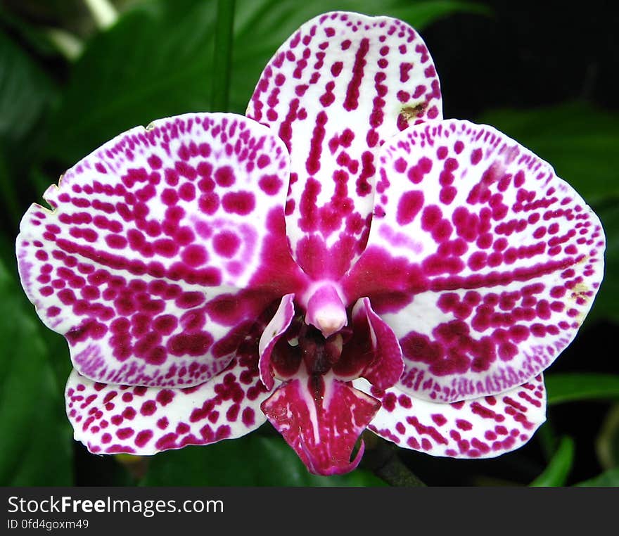 white orchid with pink spots