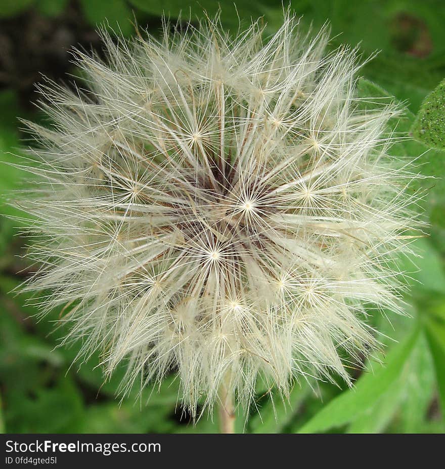 dandelion fluff