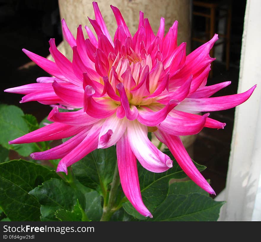 pink-and-white cactus dahlia