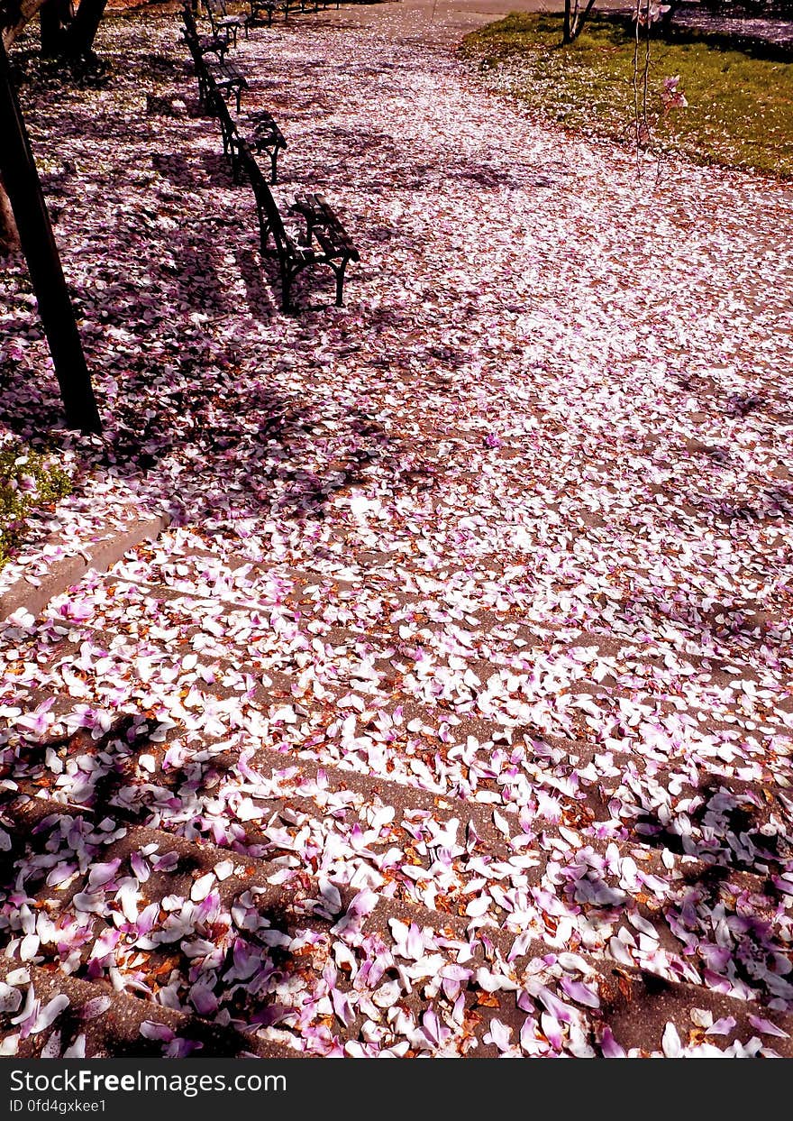 Blossoms down. Blossoms down...