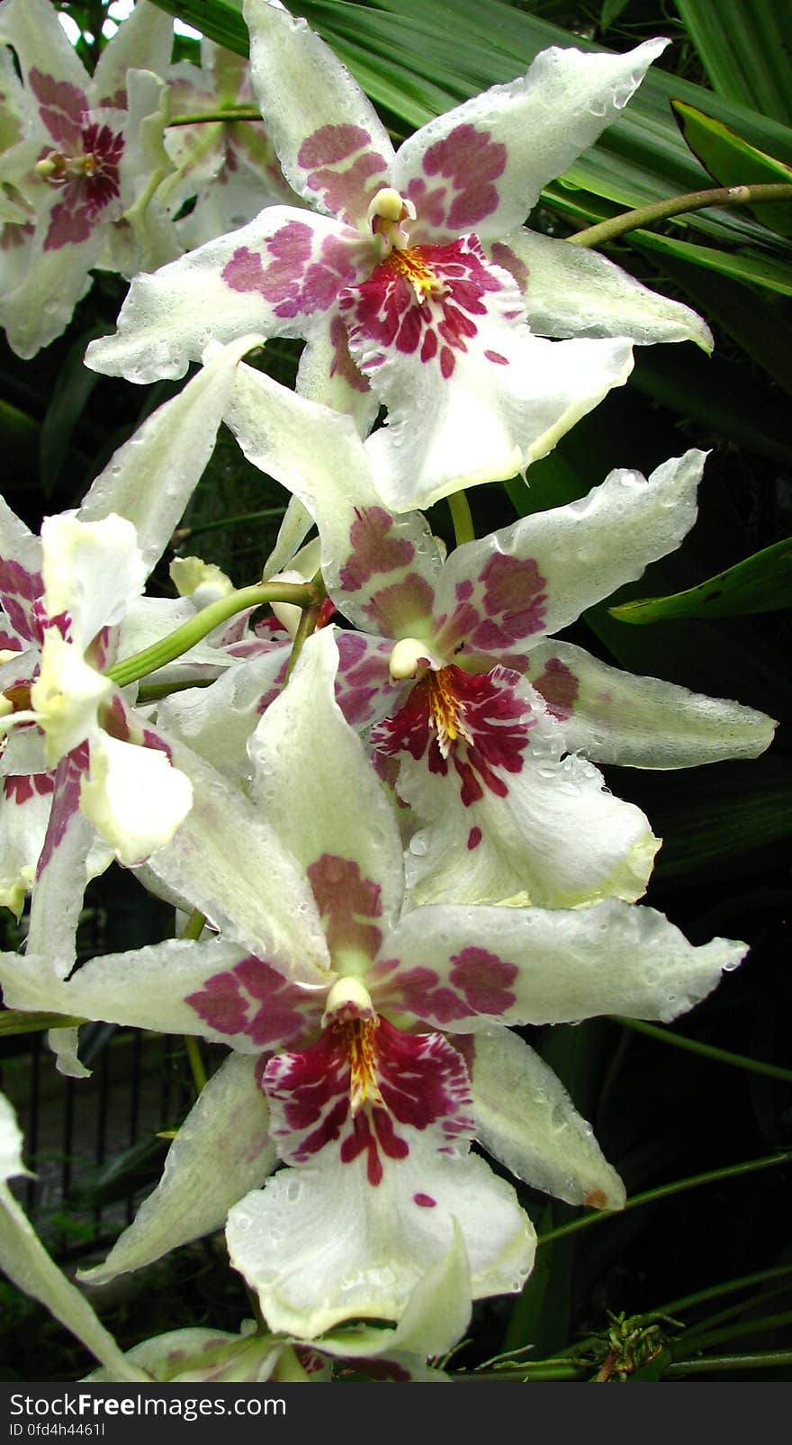 white orchids with pink